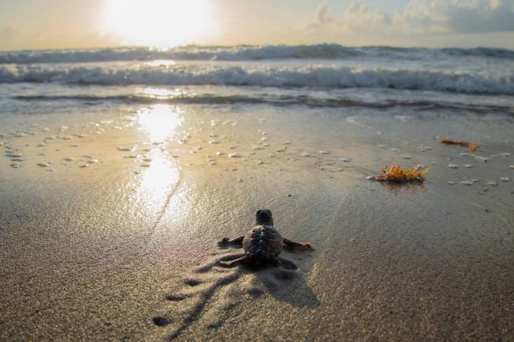 baby loggerhead turtle crawling on shore toward water