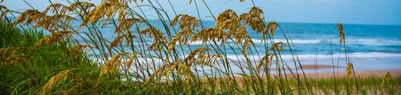 dune grasses with ocean in background 